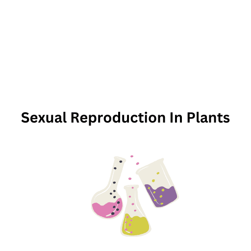 Sexual Reproduction In Plants